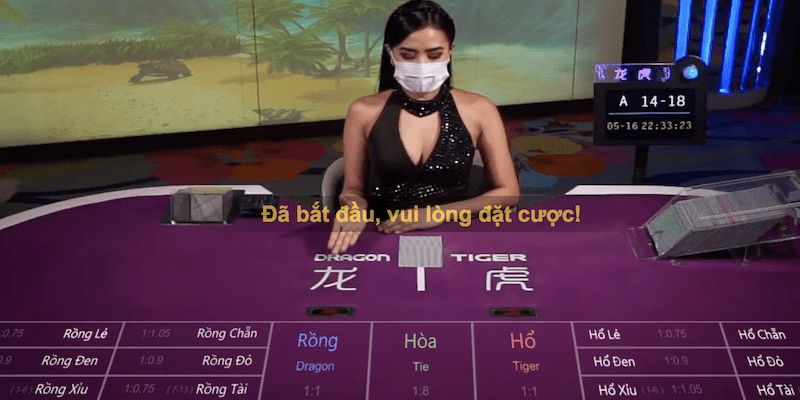 Chi tiết từng bước đặt cược cùng Rồng Hổ tại 77BET