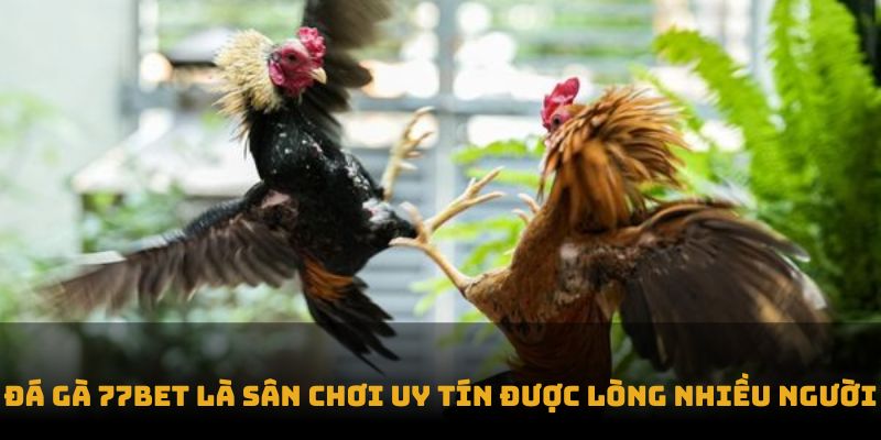 Đá gà 77bet là sân chơi uy tín được lòng nhiều người